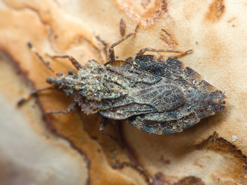 Aradus betulae (Linnaeus, 1758)